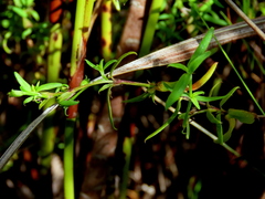 Carpacoce spermacocea