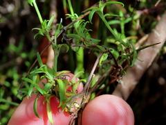 Carpacoce spermacocea