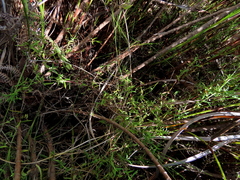 Carpacoce spermacocea