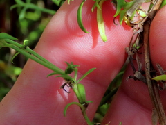 Carpacoce spermacocea