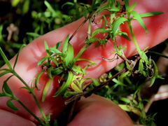 Carpacoce spermacocea