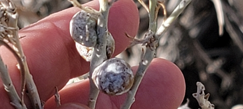 Unknown species found near Albuquerque, NM 87112, USA