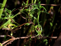 Carpacoce spermacocea