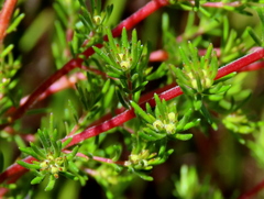 Erica cyrilliflora