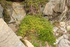 Apium decumbens
