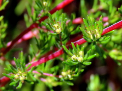 Erica cyrilliflora