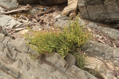 Salicornia littorea
