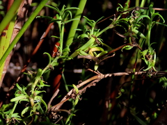 Carpacoce spermacocea
