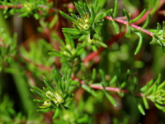 Erica cyrilliflora