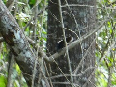 Rhipidura albicollis