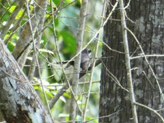 Rhipidura albicollis