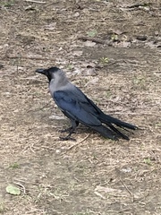 Corvus splendens