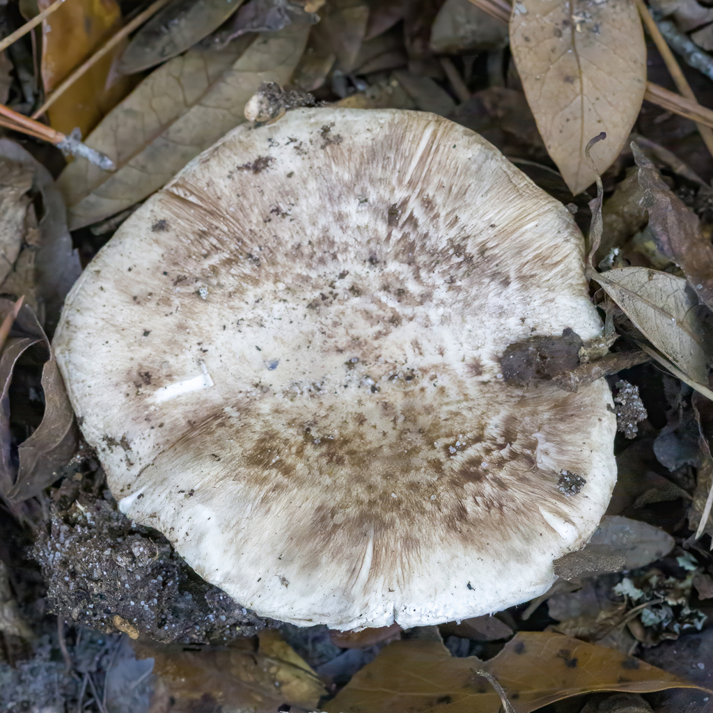 Tricholoma caligatum · December 2025 · photo: © kodiakgarden (iNaturalist, cc0)