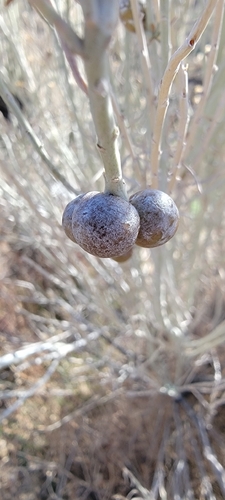 Unknown species found near Albuquerque, NM 87112, USA