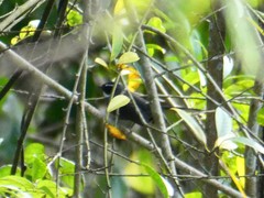 Rhipidura albicollis