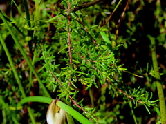 Erica cyrilliflora
