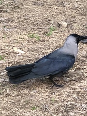 Corvus splendens