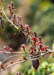 Colquhounia coccinea