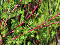 Erica cyrilliflora