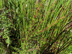 Erica cyrilliflora
