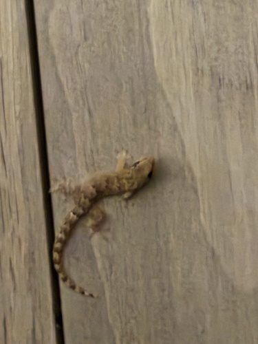 Lepidodactylus lugubris observed 2025-12-30