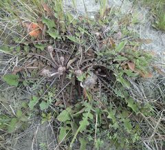 Sonchus novae-zelandiae