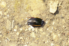 Ilybius fuliginosus