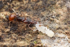 Orectognathus mjobergi
