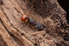 Orectognathus mjobergi