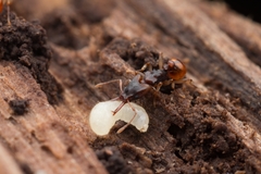 Orectognathus mjobergi