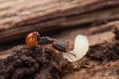 Orectognathus mjobergi