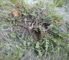 Sonchus novae-zelandiae