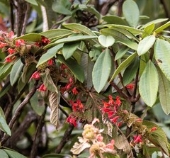Colquhounia coccinea
