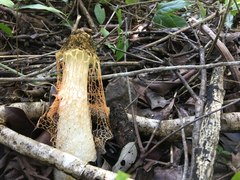 Phallus haitangensis