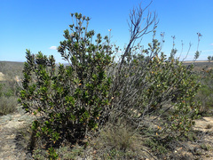 Hyaenanche globosa