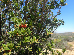 Hyaenanche globosa