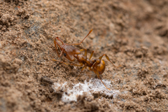 Orectognathus clarki