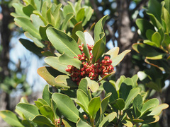 Hyaenanche globosa