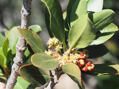 Hyaenanche globosa