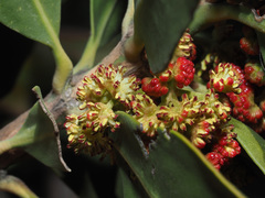 Hyaenanche globosa