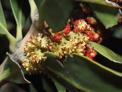 Hyaenanche globosa