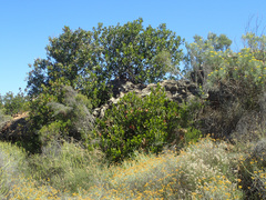 Hyaenanche globosa