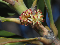 Hyaenanche globosa