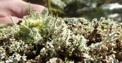 Cladonia beaumontii