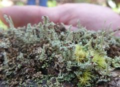 Cladonia beaumontii