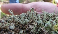 Cladonia beaumontii