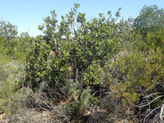 Hyaenanche globosa