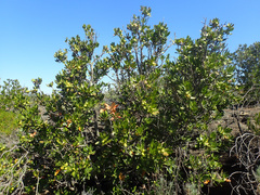 Hyaenanche globosa