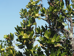Hyaenanche globosa