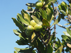 Hyaenanche globosa